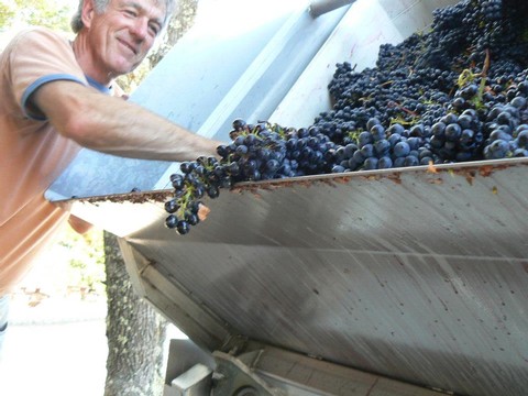 Chris Loxton working with grapes